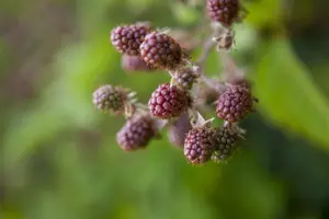 Rubus 'Benenden'
