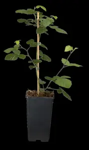 Rubus frut. 'Loch Ness' - 2 Ltr, 3 canes - image 5