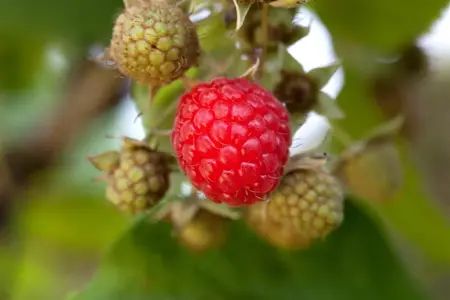 Rubus idaeus 'Zeva' - 80-100 CM C10 - image 2