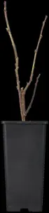 Rubus 'Tayberry' - 2 Ltr, 3 canes - image 3