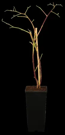 Rubus 'Tayberry' - C2, single cane (60 cm) - image 1