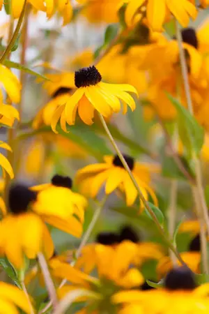 Rudbeckia f. 'Goldsturm' - P13 - image 2