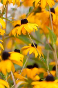 Rudbeckia f. 'Goldsturm' - P13 - image 2