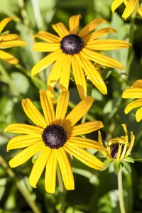 Rudbeckia f. 'Goldsturm' - P13 - image 4