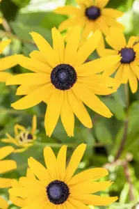 Rudbeckia f. 'Goldsturm' - P13 - image 5