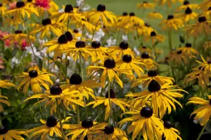 Rudbeckia f. 'Goldsturm' - P13 - image 5