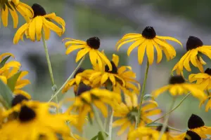 Rudbeckia f. 'Goldsturm' - P13 - image 3