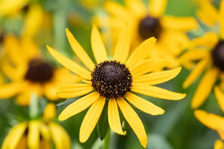 Rudbeckia ful. 'Little Goldstar' - 2 Ltr pot - image 5