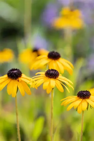 Rudbeckia fulgida speciosa - P9 - image 2