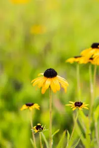Rudbeckia fulgida speciosa