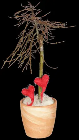 Salix caprea - 40-60 CM C2 - image 1