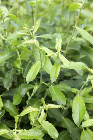 Salix cinerea - 2 Ltr pot