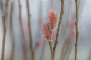 Salix gracilistyla 'Mount Aso' - 2.5 Ltr pot - image 3