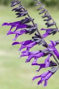 Salvia 'Amistad' - P9 - image 4