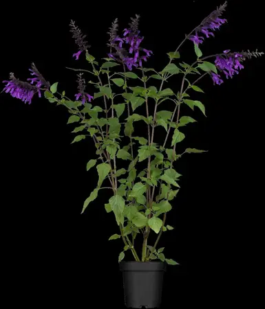 Salvia 'Amistad' - 2 Ltr pot - image 1