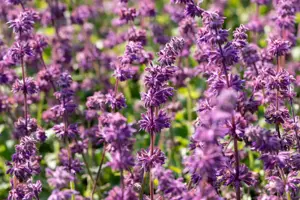 Salvia verticillata 'Purple Rain'