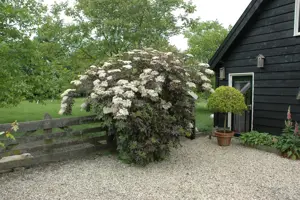 Sambucus nigra 'Guincho Purple' - 50-60 CM C10 - image 2