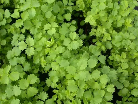Sanguisorba minor - P11 - image 3