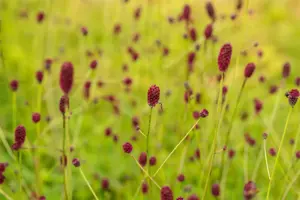 Sanguisorba offic. 'Tanna' - 2 Ltr pot - image 5