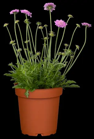 Scabiosa col. 'Pink Mist' - P11 - image 3