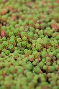 Sedum hispanicum - P7 - image 2