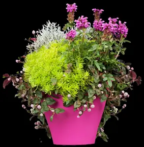 Sedum 'Lemon Ball'?  - P9 - image 4