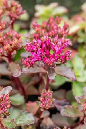 Sedum spurium 'Fuldaglut' - P11 - image 3