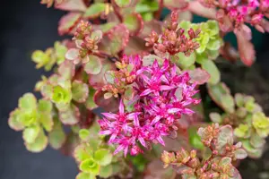 Sedum spurium 'Fuldaglut' - P11 - image 2