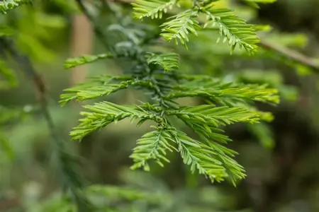 Sequoia sempervirens 'Xeno' - 200-250 CM C70 - image 3