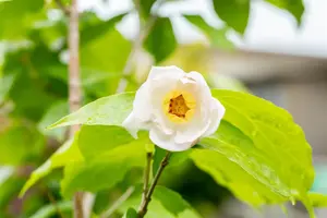 Sinocalycanthus chinensis - 20-30 CM C3 - image 2