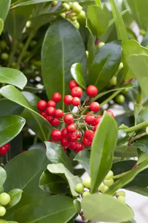 Skimmia jap. 'Redruth' - 3 Ltr pot