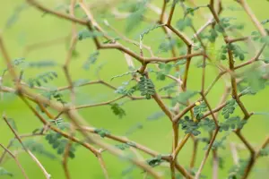 Sophora prostrata 'Little Baby' - 40-60 CM C3 - image 2