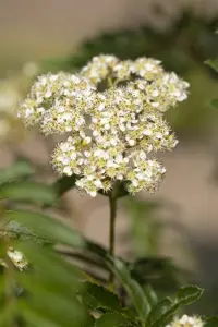 SORBUS JOSEPH ROCK 12L - image 2