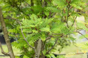 Sorbus vilmorinii - HO 6-8 CM C15 FTH - image 3