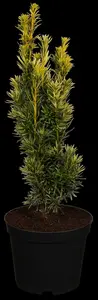 TAXUS b FAST AUREA 3L - image 5