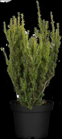 Taxus media 'Hillii' - 5 Ltr pot - image 4