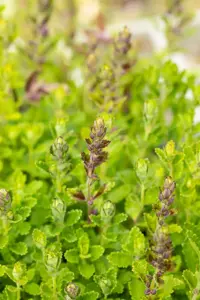 Teucrium chamaedrys - P9 - image 1