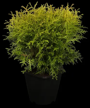 Thuja occ. 'Danica Aurea' - 2 Ltr pot - image 1