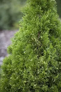 Thuja occ. 'Hurricane' - 20-25 CM P9 - image 2