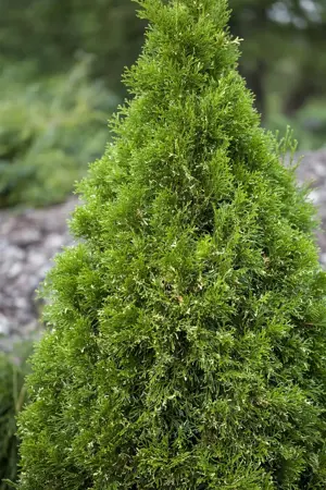 Thuja occ. 'Smaragd Goldstrike'? - 25-30 CM P9 - image 1