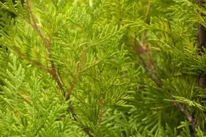 Thuja occ. 'Sunkist' - P9 - image 2