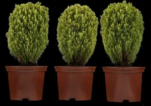Thuja occ. 'Teddy' - P10.5 - image 3