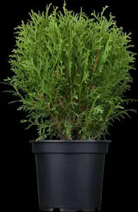 Thuja occ. 'Tiny Tim' - PLUG/CELGROWN 144 CEL TRAY - image 2