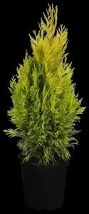 Thuja plic. '4-ever Goldy' - PLUG/CELGROWN 144 CEL TRAY - image 2