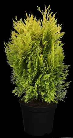 Thuja plic. '4-ever Goldy' - PLUG/CELGROWN 144 CEL TRAY - image 1