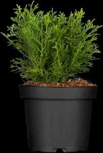 Thujopsis dolabrata 'Nana' - 25-30 CM C4 - image 3