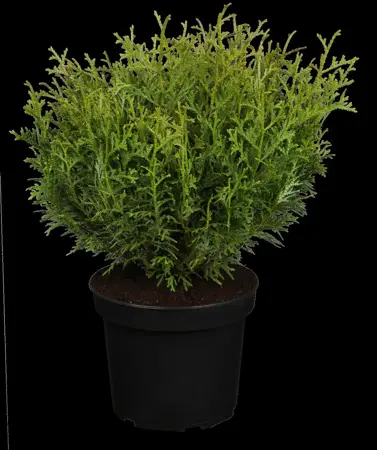 Thujopsis dolabrata 'Nana' - 25-30 CM C4 - image 2