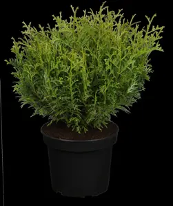 Thujopsis dolabrata 'Nana' - 25-30 CM C4 - image 2