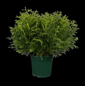 Thujopsis dolabrata 'Nana' - 20-25 CM C4 - image 5