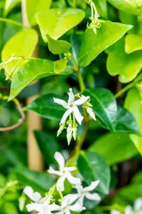 Trachelospermum jasminoides - 100-125 CM C2.5 - image 2